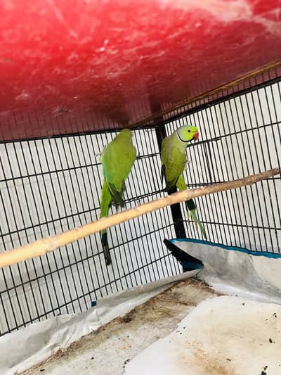 Green Ring Neck 2 Breeder Pairs For Sale