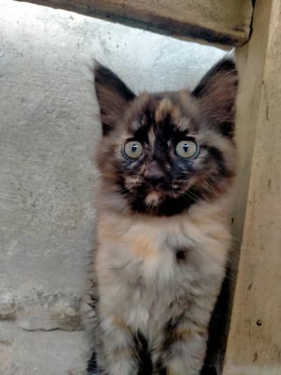 Persian cat