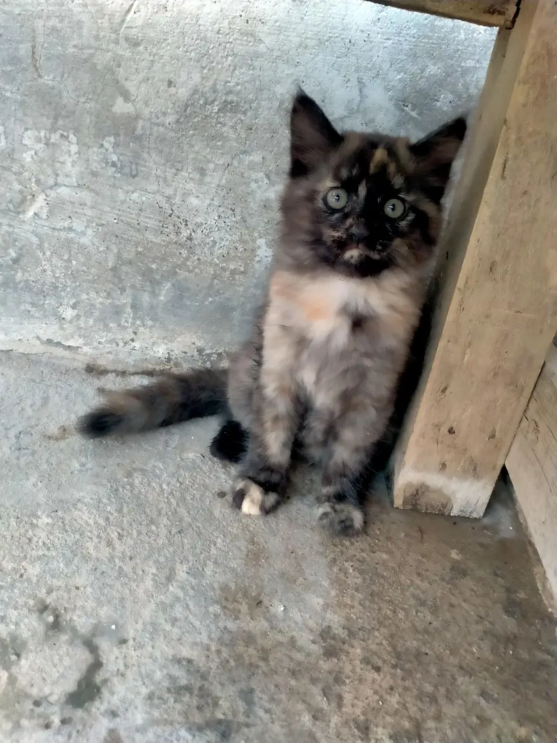 Persian cat — photo 2