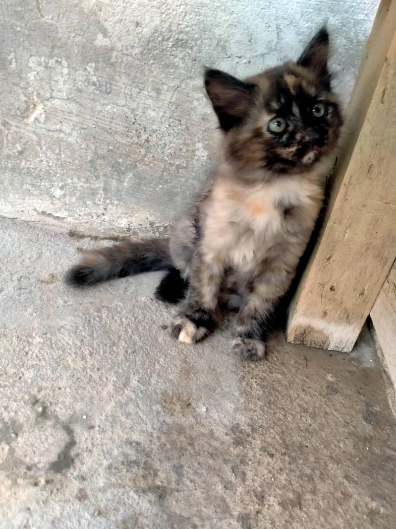 Persian cat 2