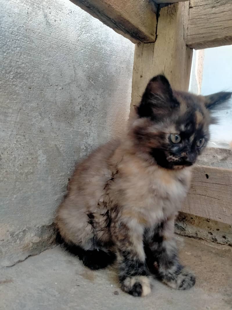 Persian cat 3