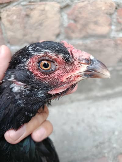 Aseel pakoya female for sale.