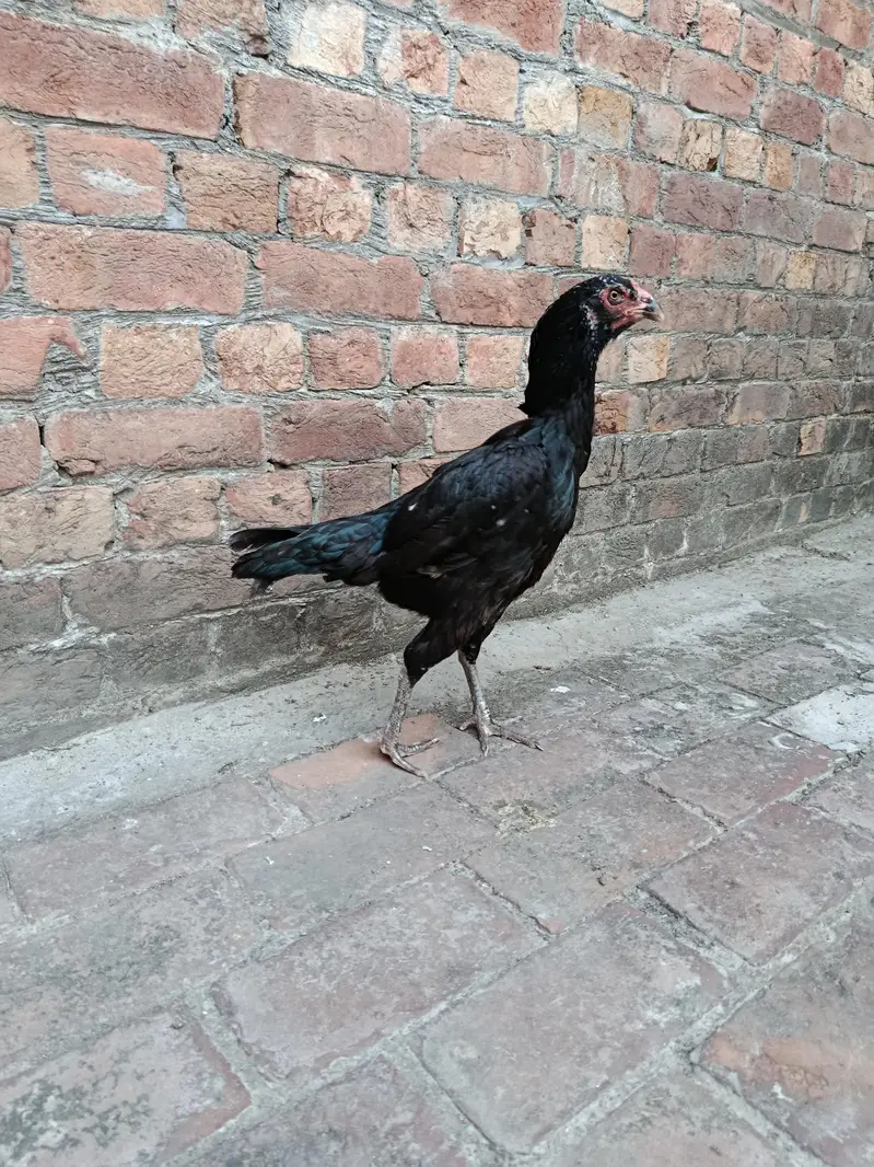 Aseel pakoya female for sale. — photo 2