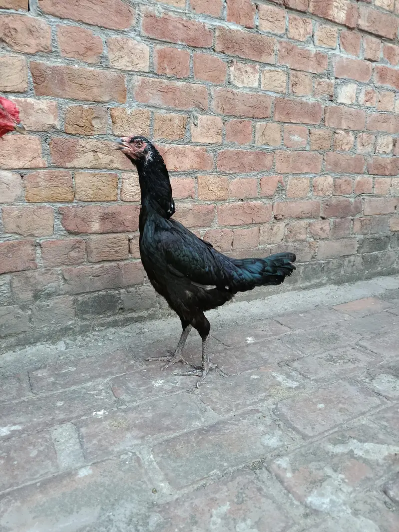 Aseel pakoya female for sale. — photo 3