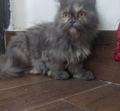 female cat for sale