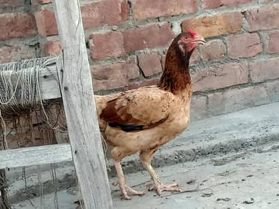 Pure Desi Murghian