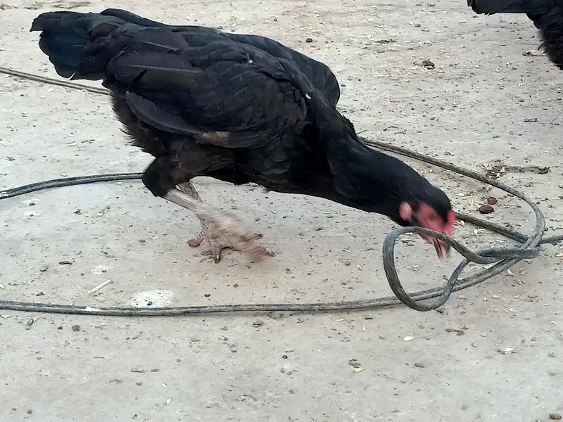 Pure Desi Murghian — photo 3