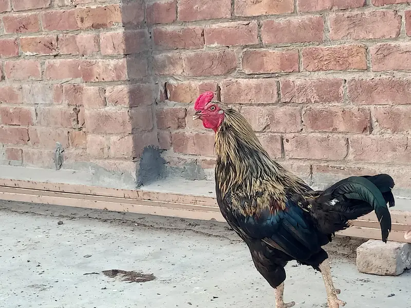 Pure Desi Murghian — photo 4