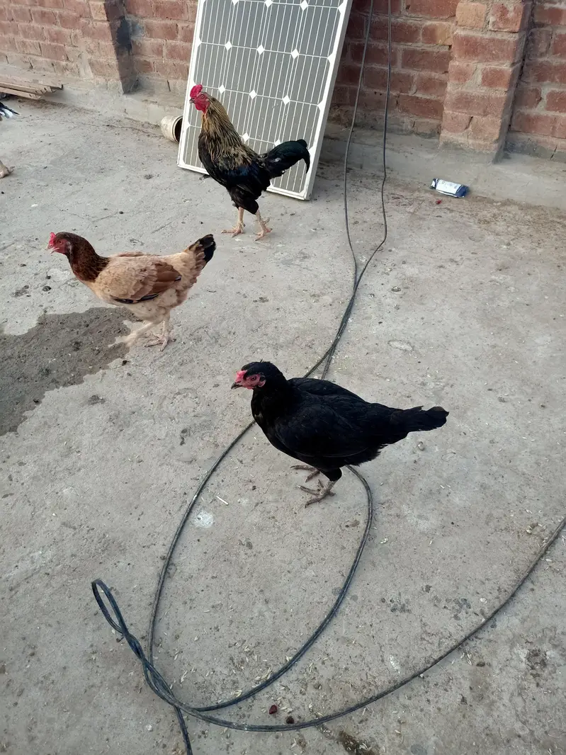 Pure Desi Murghian — photo 6