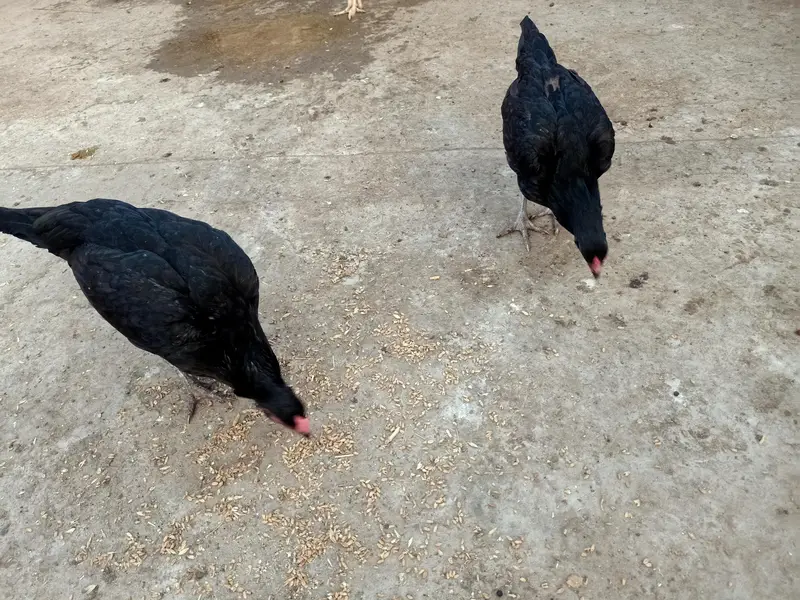 Pure Desi Murghian — photo 7
