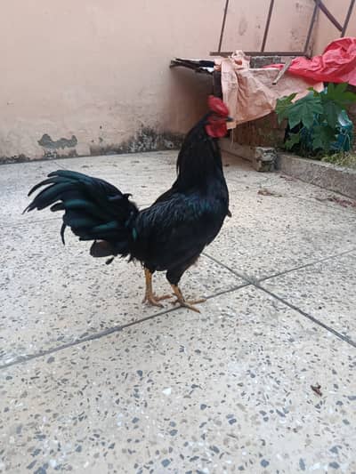 Best male murga