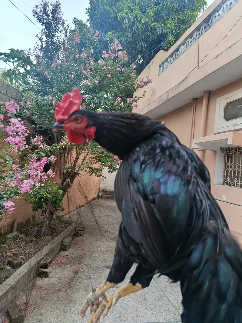 Best male murga — photo 3