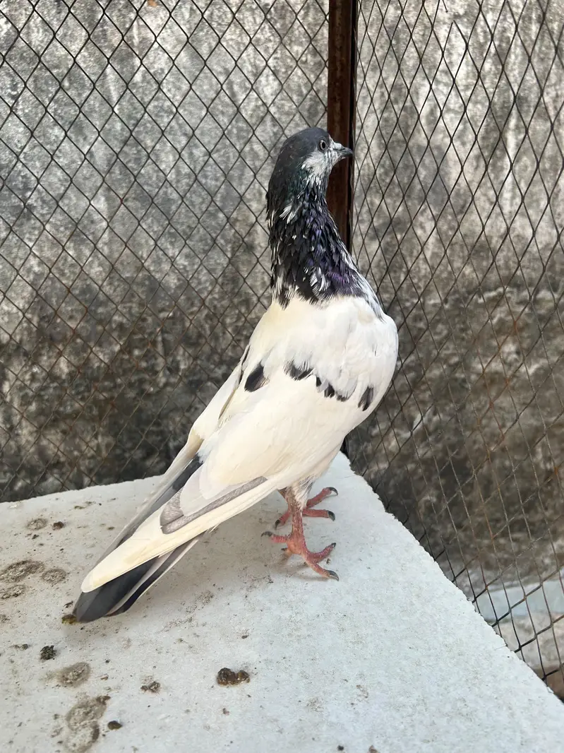 Joron wale Quality wale parwazi kabutar — photo 9