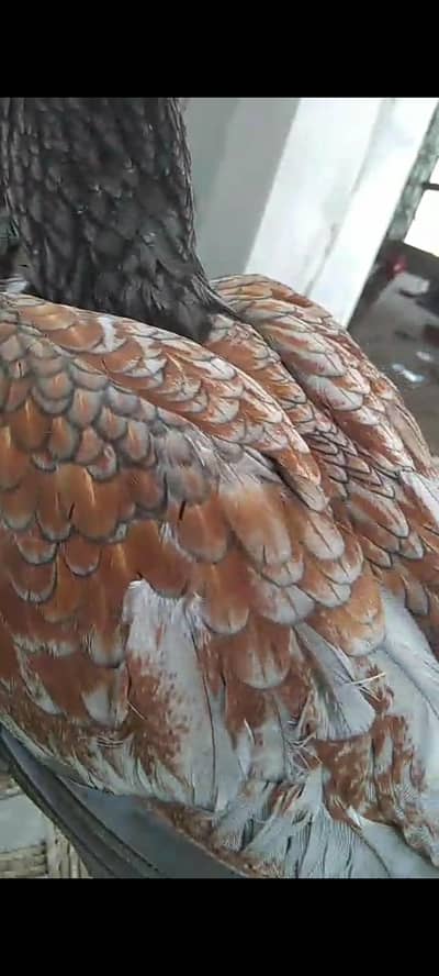 Aseel Singhi breeder pair