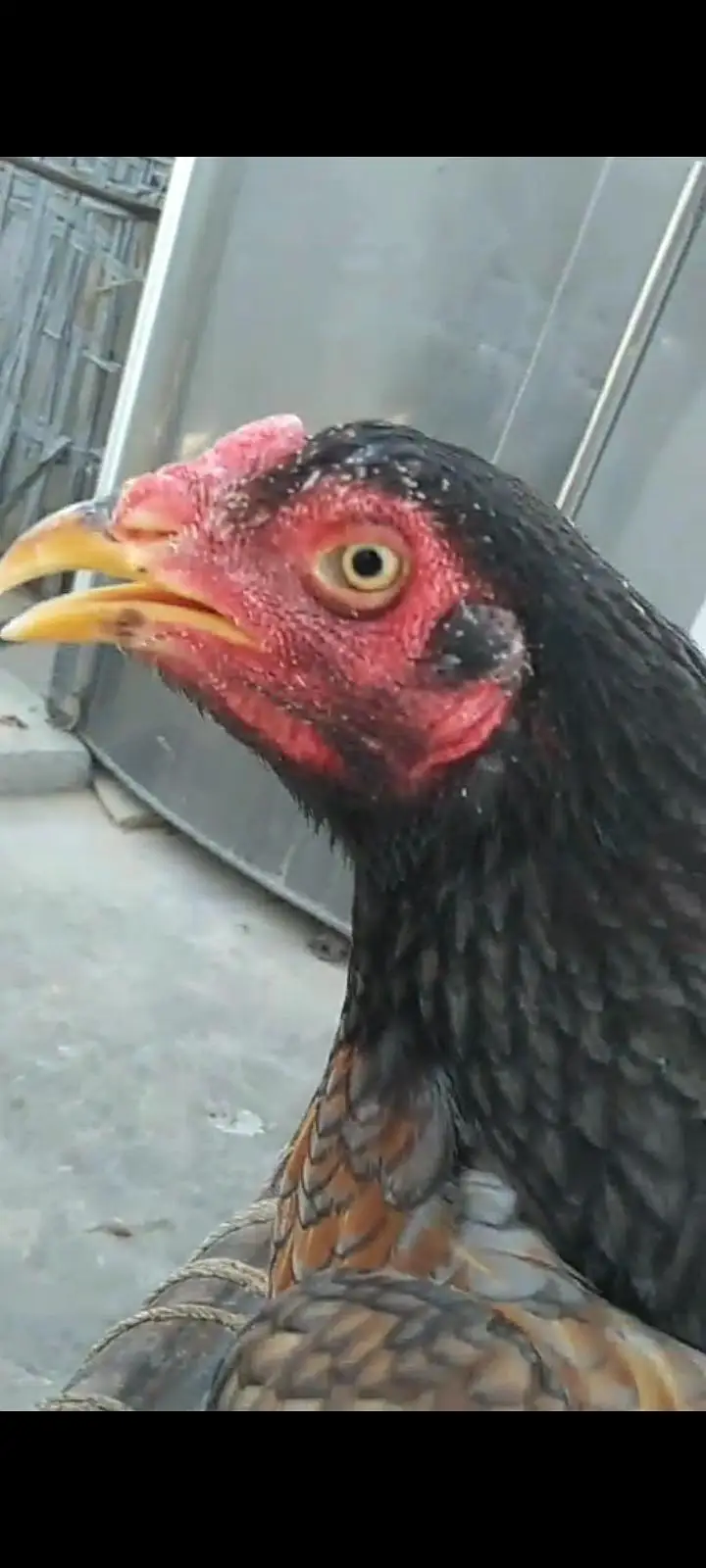 Aseel Singhi breeder pair — photo 2