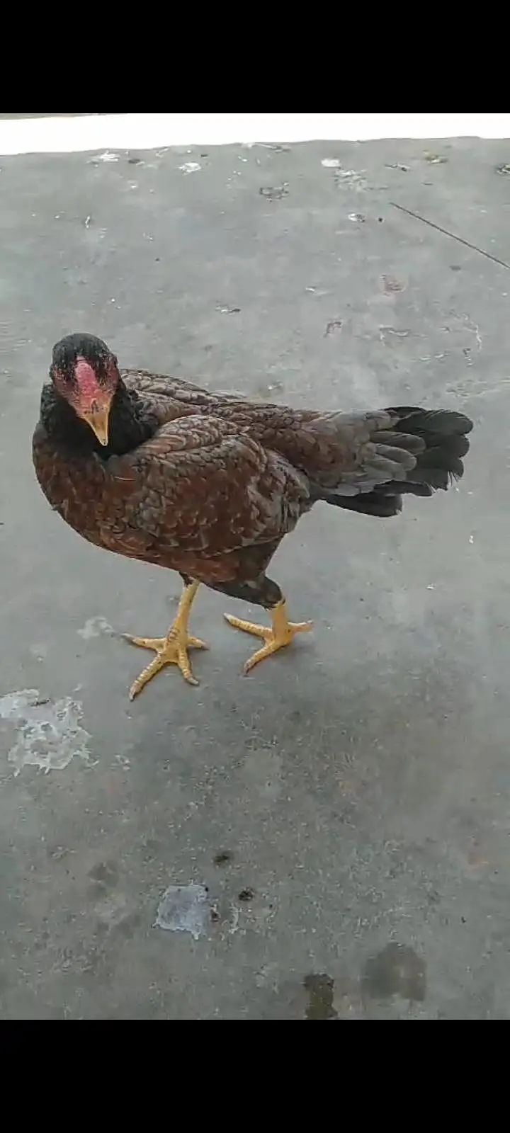 Aseel Singhi breeder pair — photo 3