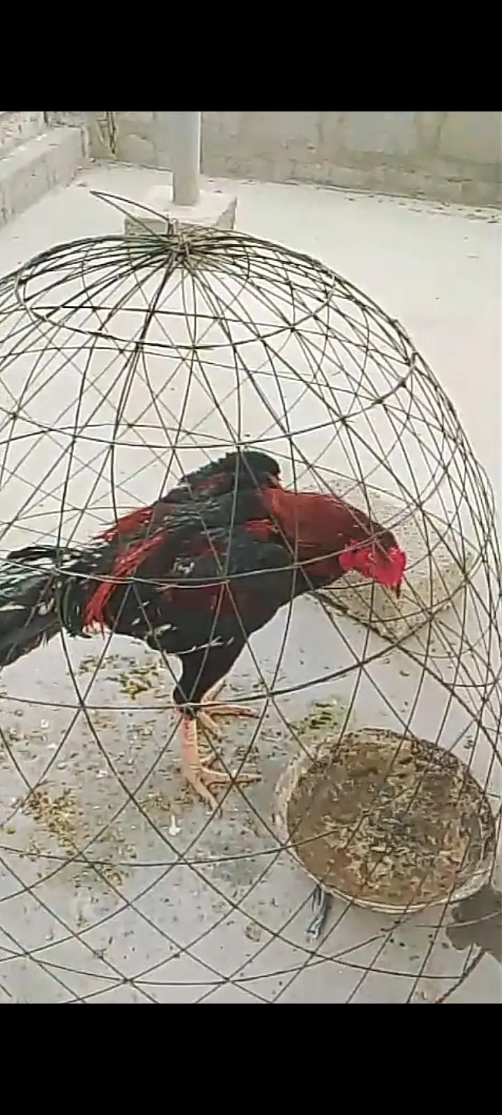 Aseel Singhi breeder pair — photo 5