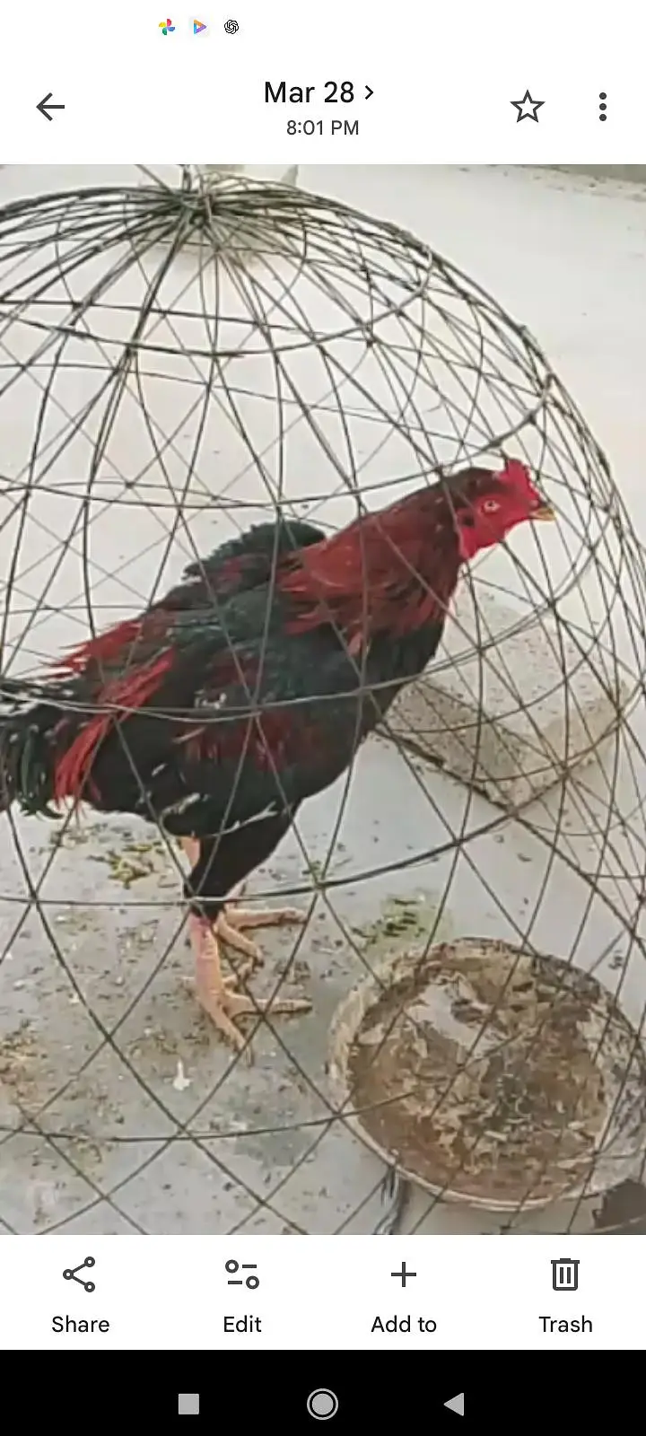 Aseel Singhi breeder pair — photo 6