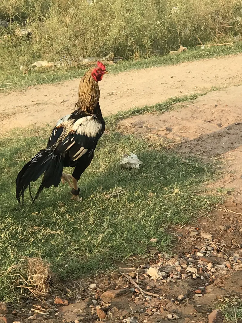 Pure aseel murga 28 kg.      Hafizabad — photo 2