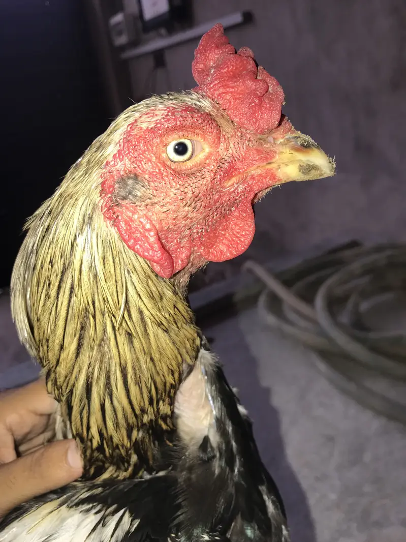 Pure aseel murga 28 kg.      Hafizabad — photo 3