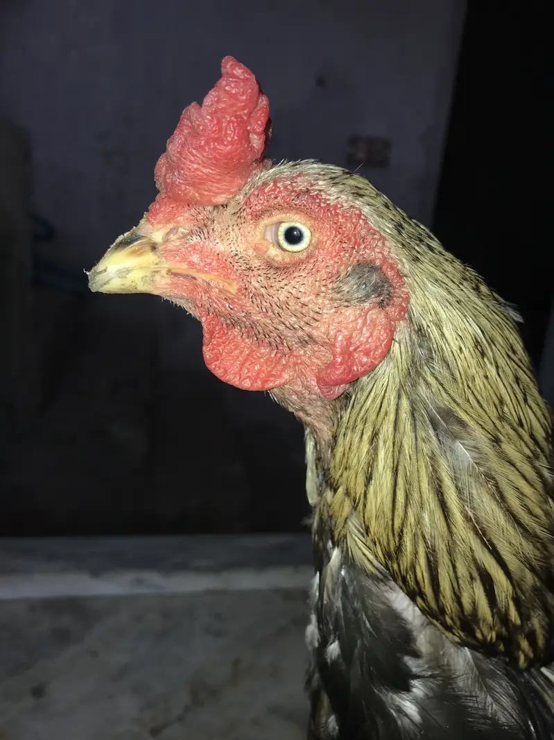 Pure aseel murga 28 kg.      Hafizabad — photo 4