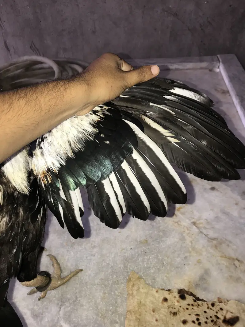 Pure aseel murga 28 kg.      Hafizabad — photo 5