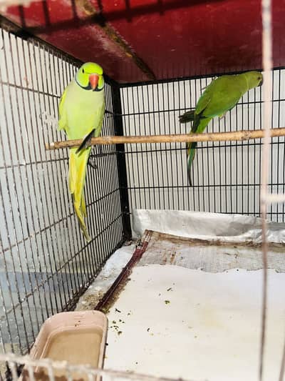 Green Ring Neck 2 Breeder Pairs For Sale