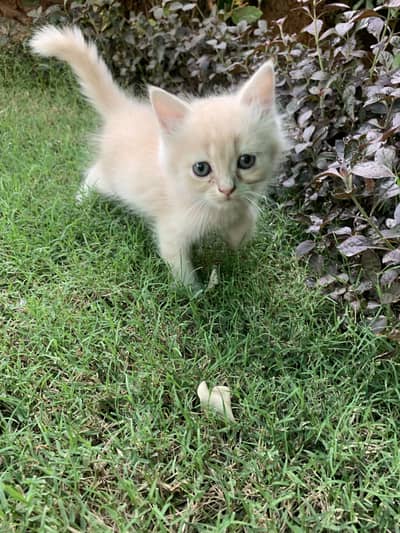 Kittens for sale