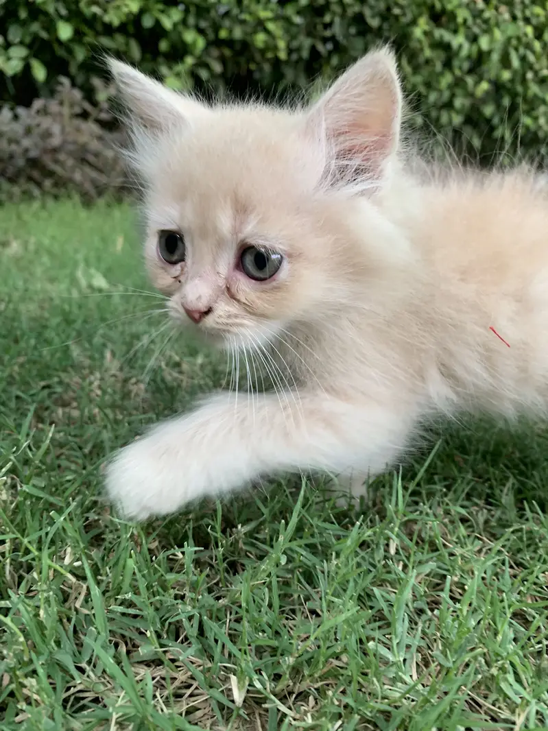Kittens for sale — photo 2