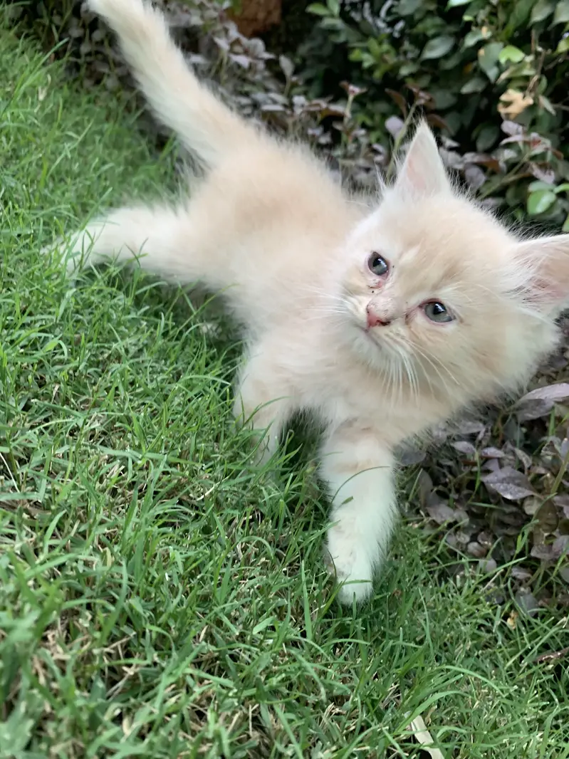 Kittens for sale — photo 3
