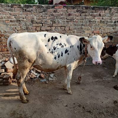 HF American Friesian imported female calf for sale