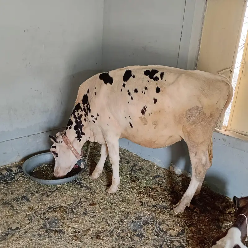 HF American Friesian imported female calf for sale — photo 2
