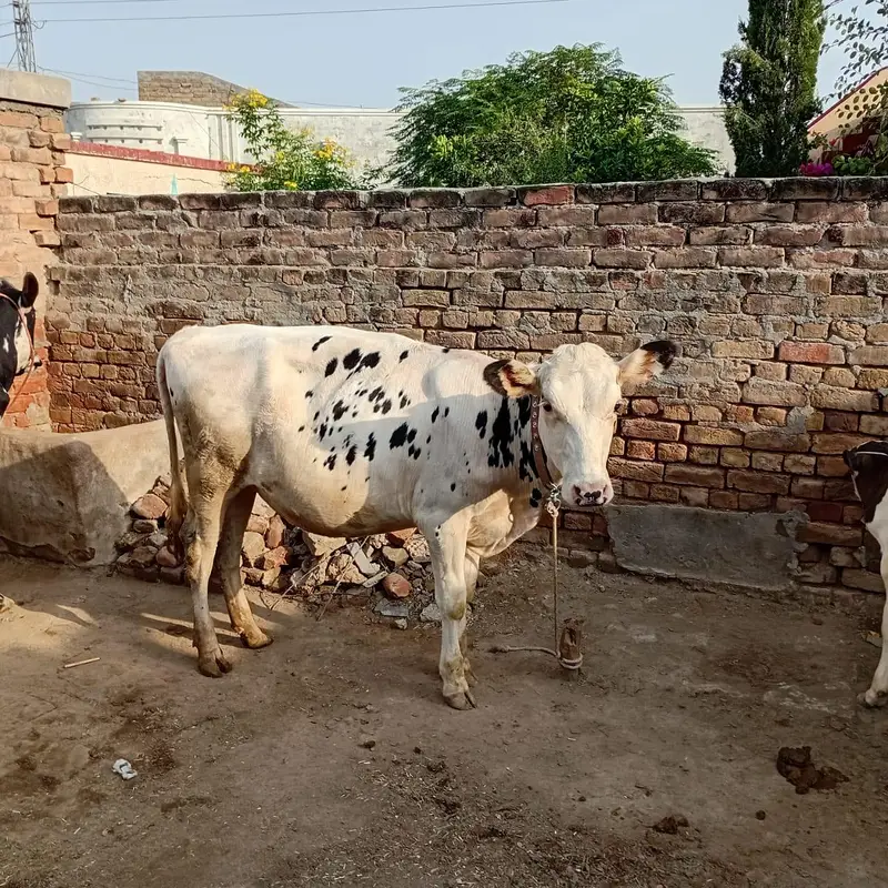 HF American Friesian imported female calf for sale — photo 3