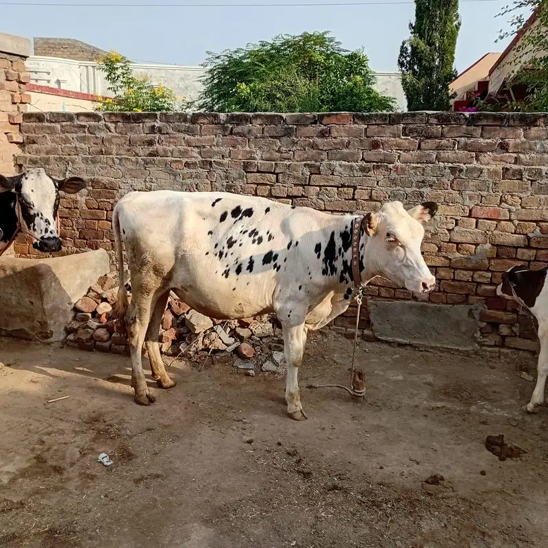 HF American Friesian imported female calf for sale — photo 4