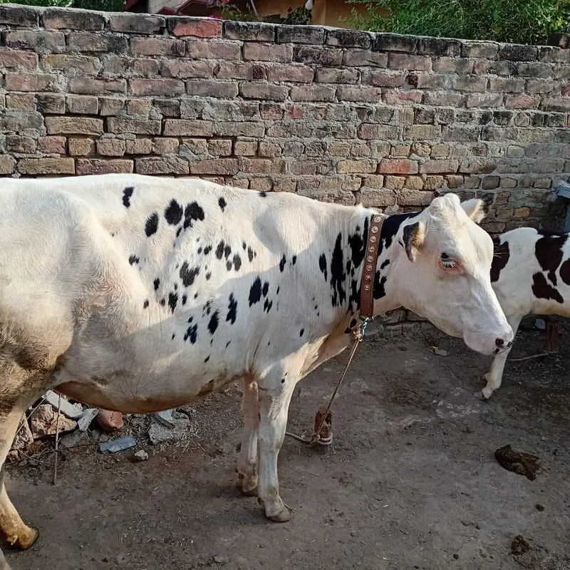 HF American Friesian imported female calf for sale — photo 5