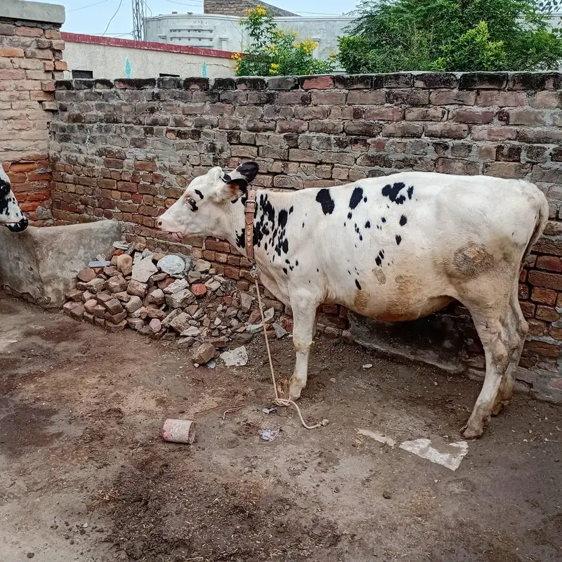 HF American Friesian imported female calf for sale — photo 6