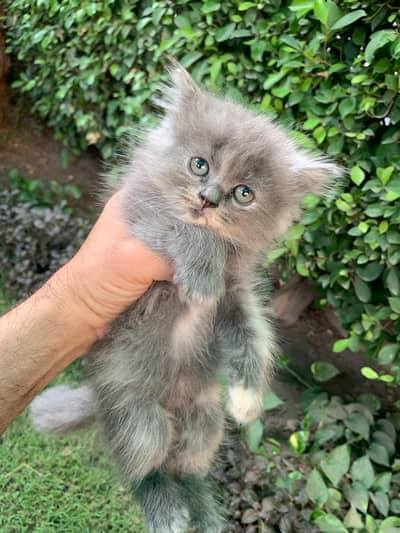 kittens for sale