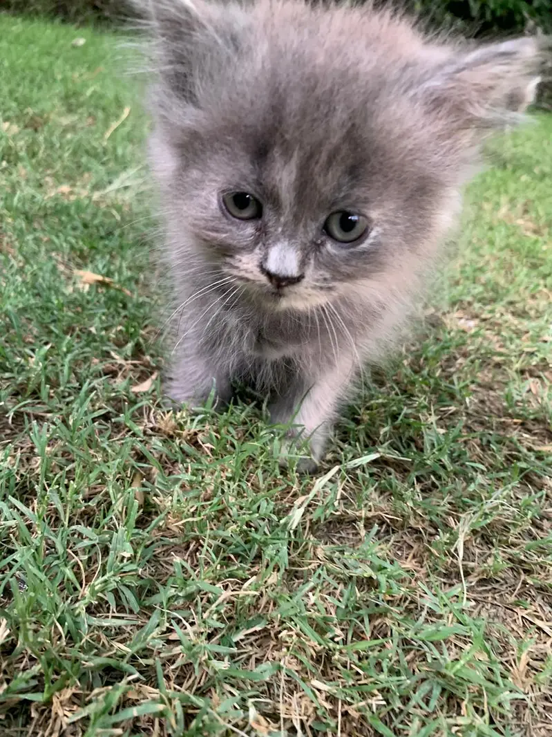 kittens for sale — photo 2