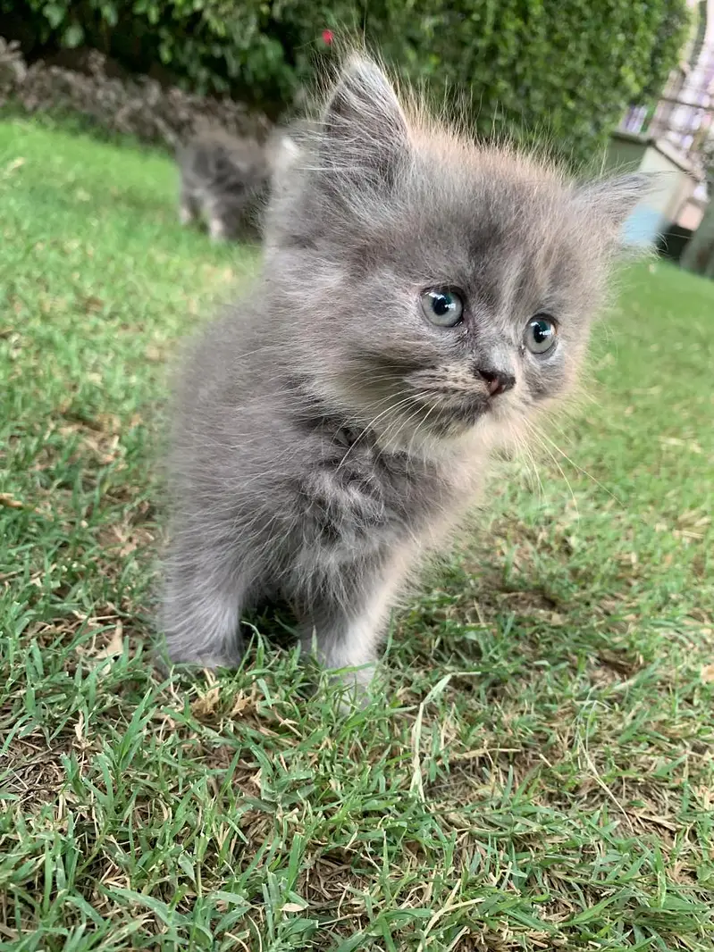 kittens for sale — photo 3