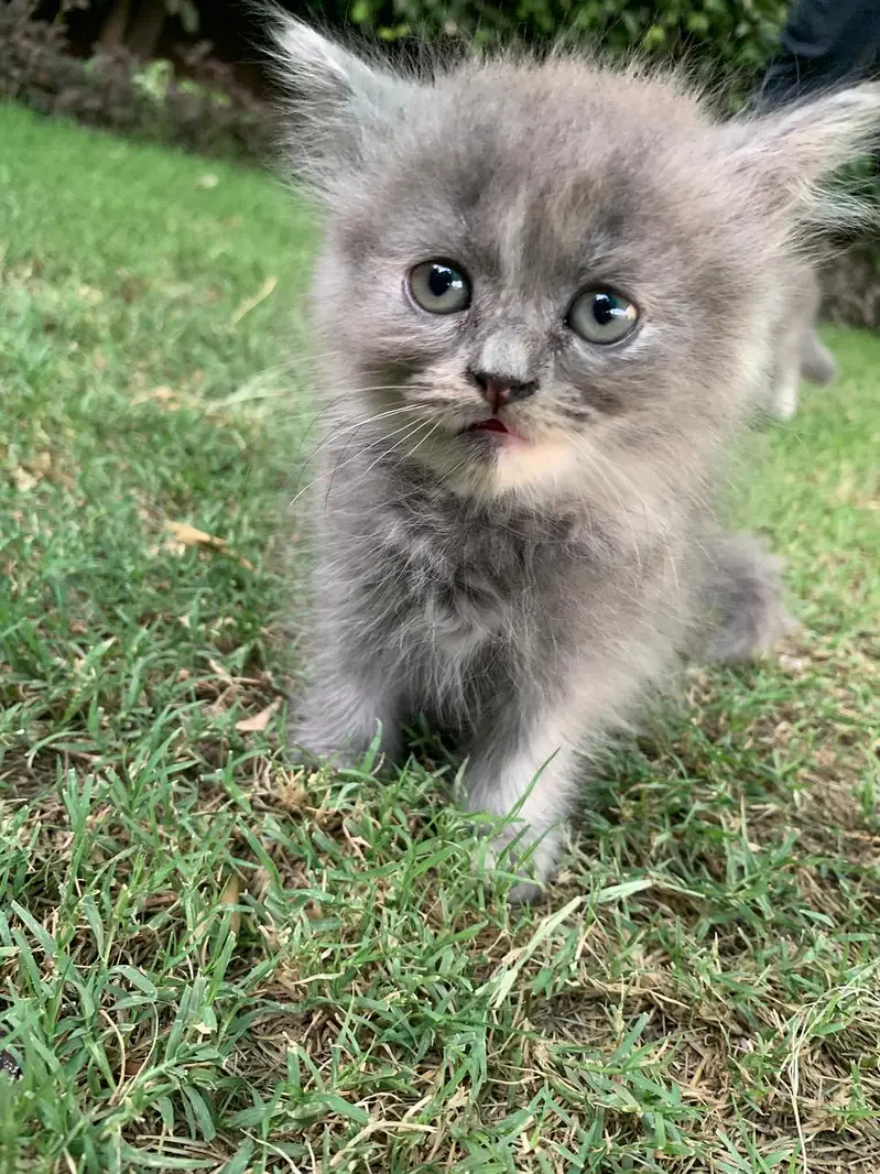 kittens for sale — photo 4