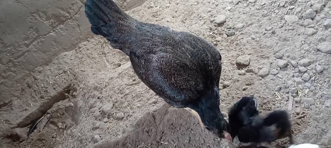 aseel hen with 4 chicks