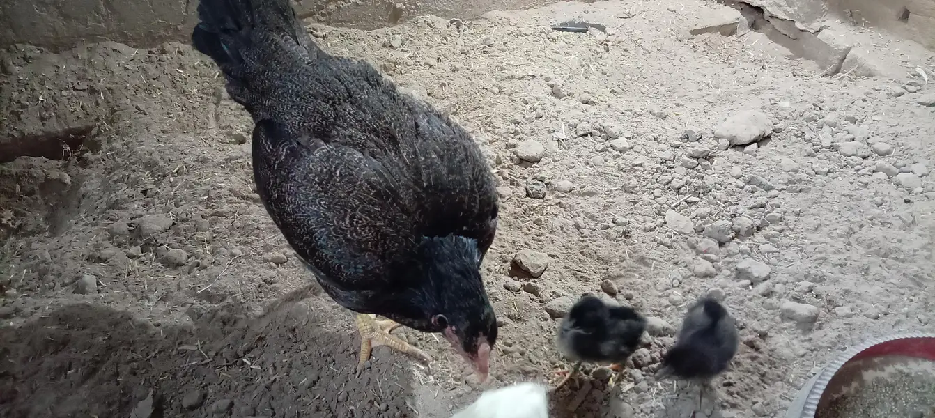 aseel hen with 4 chicks — photo 2
