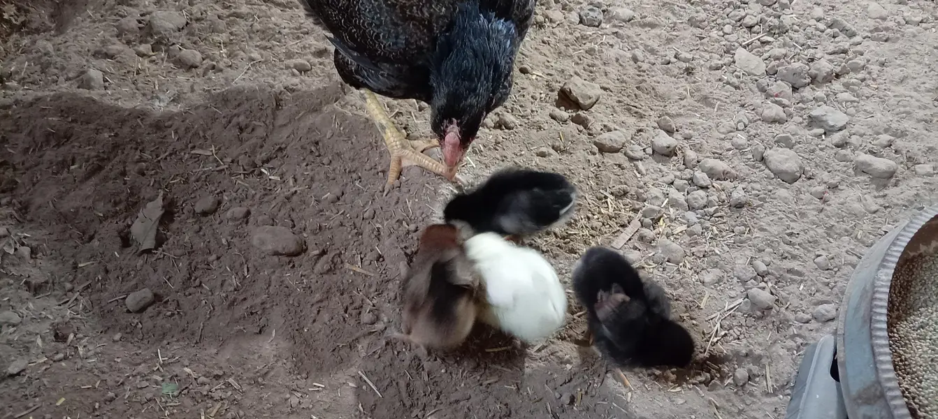 aseel hen with 4 chicks — photo 3