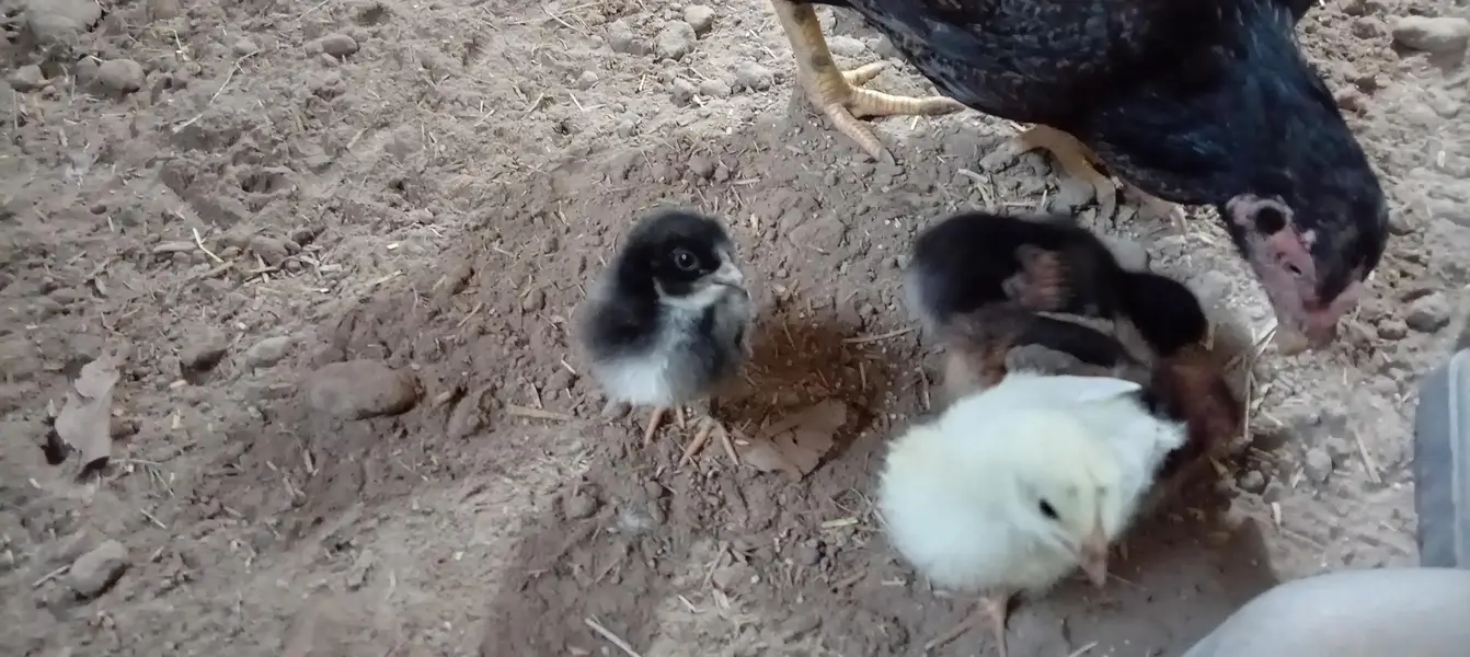 aseel hen with 4 chicks — photo 4