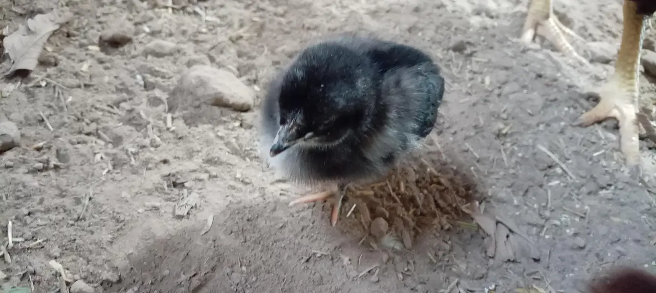 aseel hen with 4 chicks — photo 5