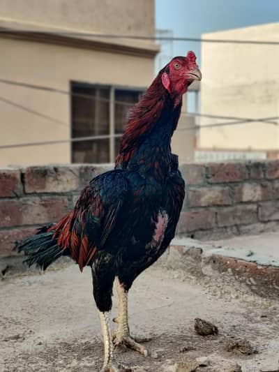 Aseel mainwali chicks | patha