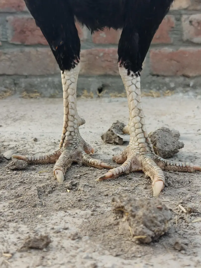 Aseel mainwali chicks | patha — photo 2