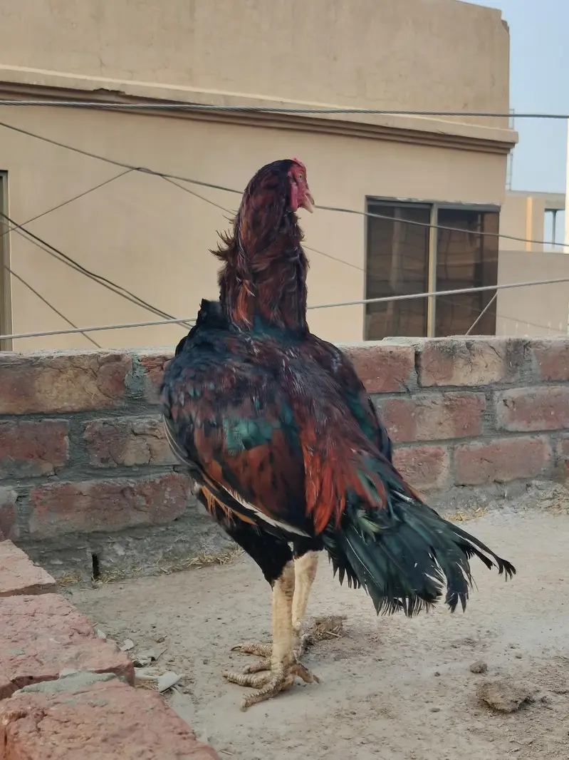 Aseel mainwali chicks | patha — photo 3