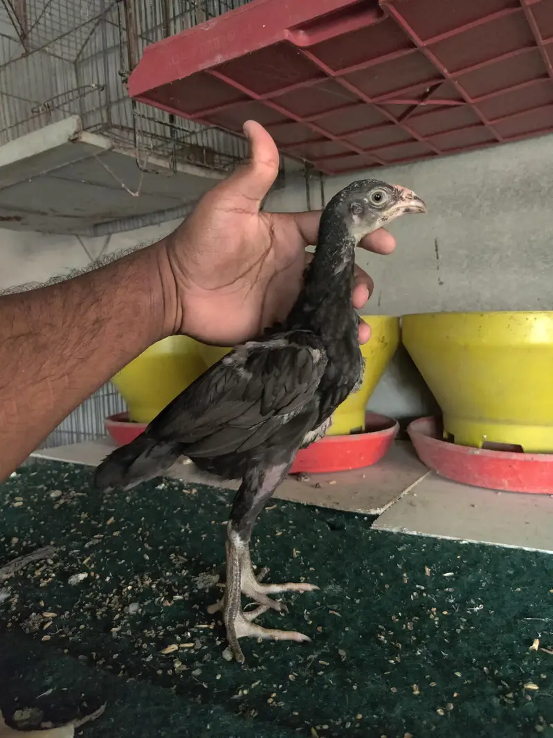 Aseel mainwali chicks | patha — photo 4