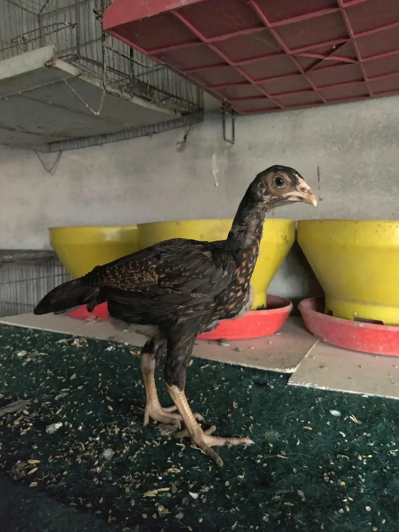 Aseel mainwali chicks | patha — photo 8